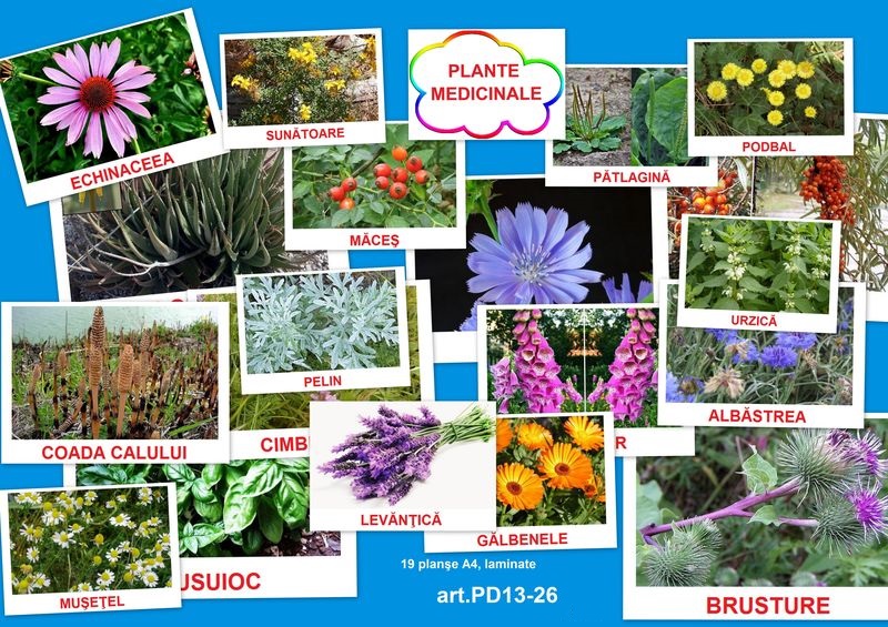 PD13-26 Plante medicinale