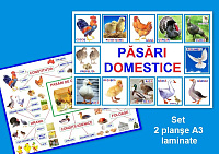 Păsări domestice PT-3