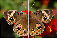 IN-16 Puzzle Insecte - Găseşte jumătatea